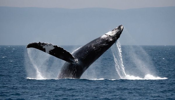 Explorez les merveilles des baleines sur lacroisieredesbaleines.com